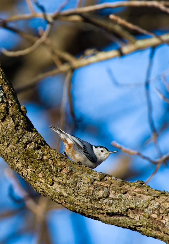 White-Breasted Nuthatch